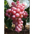 Top Quality Crimson Seedless Shine Muscat Black Grapes